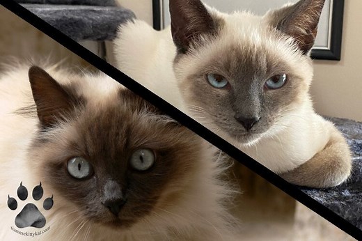 Comparing Siamese & Himalayan Cats: A Breed Guide