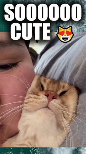 SOOOOO CUTE 😻😂Kitten core #shorts #cats #funnymoments