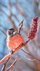 Robins usually eat sumac when everything else is gone. It’s low nutrition, high tannin, and generally unpleasant (their sense of taste might differ from humans). But when you’re freezing and the premium berries are stripped clean? You eat what’s left. #americanrobin #winterwildlife #winteradaptation #naturephotography #wildlifebehavior | thewildlifecompanion