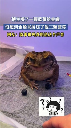 博主餵了一顆藍莓給金蟾，沒想到金蟾直接還了他三顆藍莓，網友：原來祖瑪真的是這個聲音 #共鳴 #大熱門
