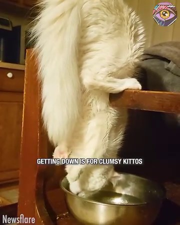 4.8K views | Why it's always the cat? 樂 | HomeChic | Facebook