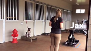 11K views · 49 reactions | Ready for adoption........ Roxy, Jax and Shiloh. Adopt a Trained Dog thanks to Balanced Training Rescue Inc. Give us a call to set up a visit for one of these great dogs 283-DOGS (3647) #BalanceTrainingRescueInc #AdoptATrainedDog #SitMeansSitHI #OahuDogTrainer #MauiDogTrainer #HawaiiDogTrainer | Sit Means Sit Hawaii | Facebook
