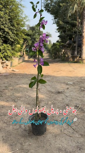 Garlic vine Purple colour @ [839835598156343:49210:@topfans] | Adeel Nurseries