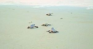 Sea Turtle Season