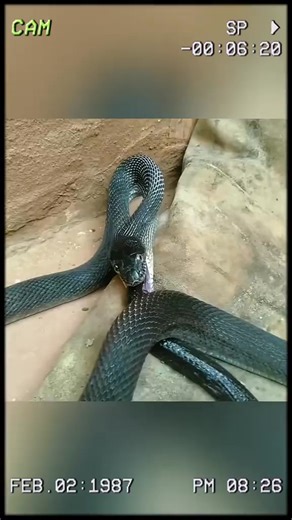 Why do snake eat themselves? #wildanimals #animals #foryou | Vildanimal59