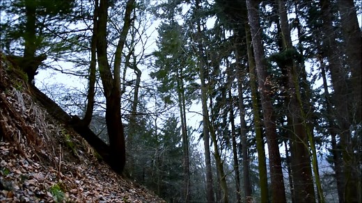 【白噪音】风中的树林声|大自然的声音|放松减压