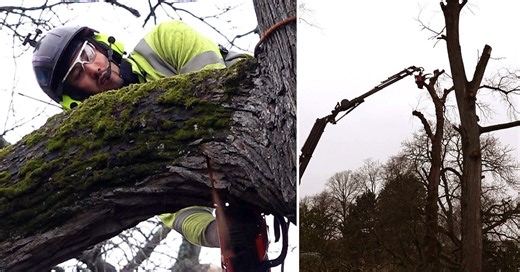 Almsjukan hotar Göteborgs träd – här fälls över 100 almar