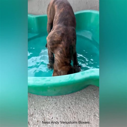 A Pool Party for Baby Angel | Boxer Dog Bonanza
