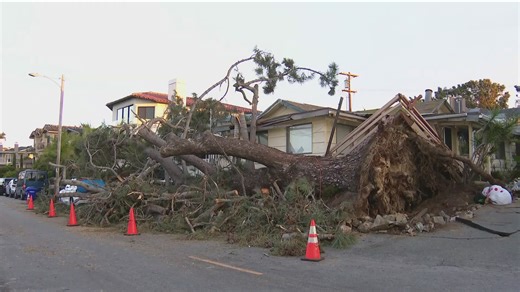 After trees fell across San Diego County during a holiday storm, here's how to spot unstable trees