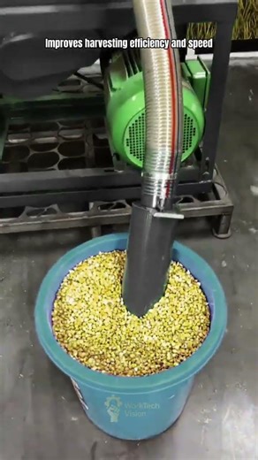 Corn Kernel Suction Process Using Agricultural Vacuum Machine in Field