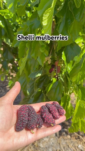 Shelli Mulberry on April 8, 2026