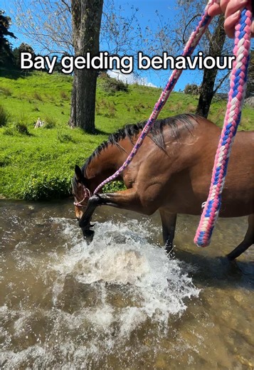 Understanding Bay Geldings: Behavior and Fun Insights