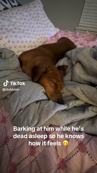 Dachshund Barks at Sleeping Owner for a Laugh