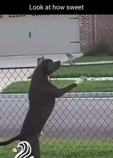Dog eats bird meme