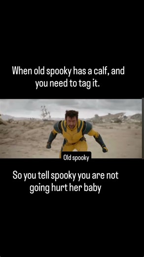 What happens when you try to tag a new calf