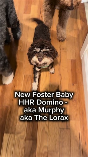 Adopción de un Cavapoo adorable en Havaheart Rescue