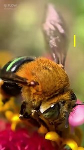 4.9K views · 487 reactions | Pollinators come in all shapes & sizes! Here are some of our favorite native Australian bees.  | Flow Hive | Facebook