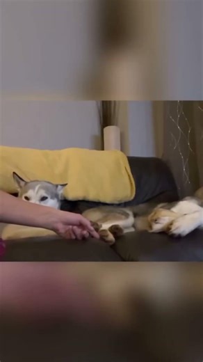 Dogs React to Being Tickled on Their Paws 🐾 (Compilation 2026)