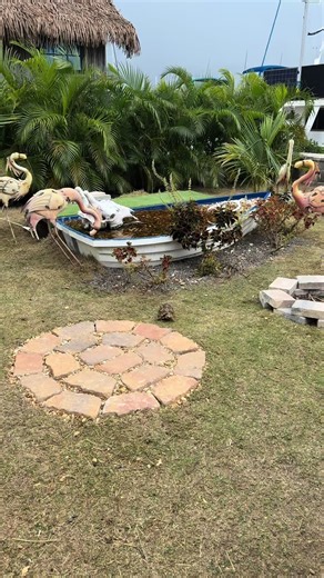 Amistosos tortugas en Shell Point Marina