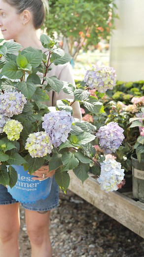 Macrophylla Hydrangea Care Tips 🌸 - Best suited for shade - Comes in many different colors, soil dependent! - Amend your soil every season with a soil acidifier to keep blooms a shade of blue - Blooms on old growth & new growth, allowing pruning for any time of the year Available in many varieties now! | Tonkadale Greenhouse