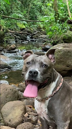 RIP dog 😭💔💔😭💔😭😭😭💔😭😭