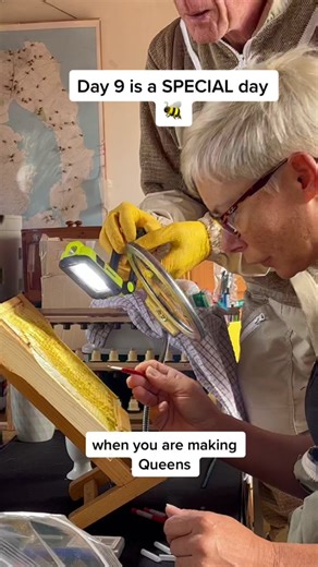 Queen Rearing Journey: Day 9 Progress Update