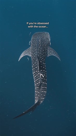 I’m Ella, an underwater photographer and scuba instructor based in Koh Tao 🏝️ Follow along to see all my diving adventures 🥰 #scubadiving #kohtao #scubagirl #ocean #marinelife