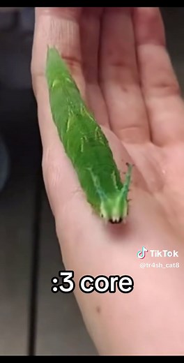 Japanese Emperor Caterpillar: Nature's Unique Wonder