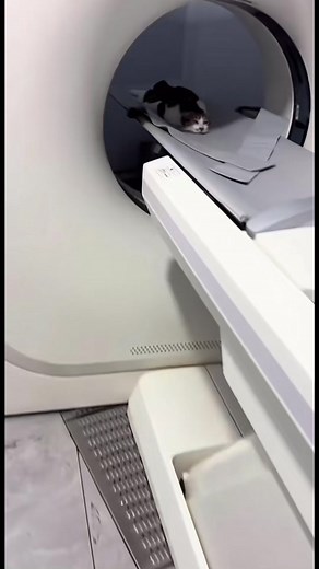 😂😂#meosieuquay #xuhuongtiktok #meogiangho #Hellocast #meocute❤ #meobao