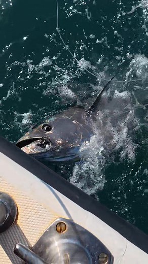 Beautiful Tuna 👀🔥#tunagear #theshorehunter #seafishing #fishing #ukbeachfishing #fish #angling #beachcasting #tuna #boatfishing #beachfishing #cod #boats #catchingfish #game | The Shore Hunter