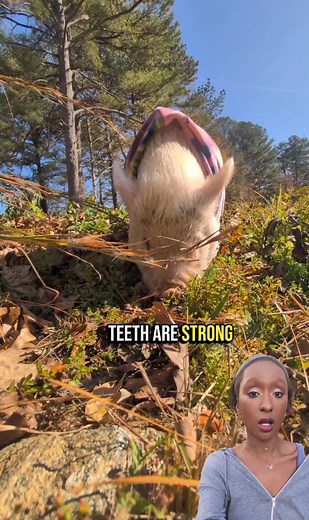 Full video on the science behind a pig's teeth🐽 Piggy Science 🐷 | Vanlifepiggy