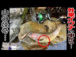 【山の恐怖】腹ぱん外来イワナの腹からとんでもないの出てきた…釣人の命と言える遺失物【渓流釣り/外来種/ジムニー】