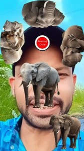 381K views · 6.8K reactions | Elephant  puzzle game  #elephant #puzzle #games #fbreels #highlight #reels #reel #shorts #viral #fypreels #fbreels2025ツ | Roaming Circle | Facebook