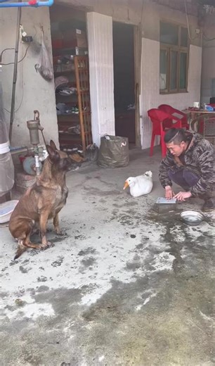 #dog #pet #funnyanimals #fyp #funny