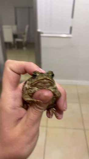 I’m in Florida! Lots of herping vids to come 🥰🥰 #canetoad #florida #invasive #invasivespecies There are toads on @MorphMarket too! 🐸 (confirmed species with multiple amphibian experts!)