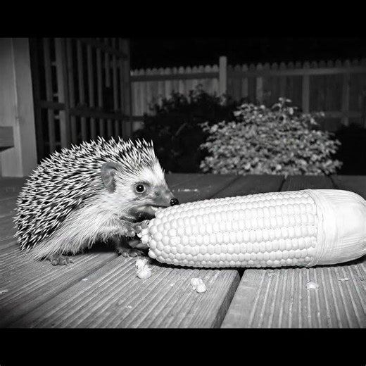 Hedgehog Eating a Giant Corn #cute #hedgehog #shorts