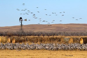 Sandhill Cranes