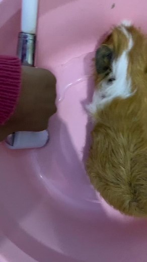 អូនyellow មកវិញហើយ🤍 អូនមានលក់កណ្តុរបារាំងណាបង ជួយlike page pet shop guinea pig ផងណាបងៗ