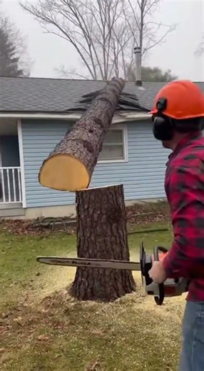 The Tree Fell On The House! #chainsawman #chainsaw #treecutting #fail