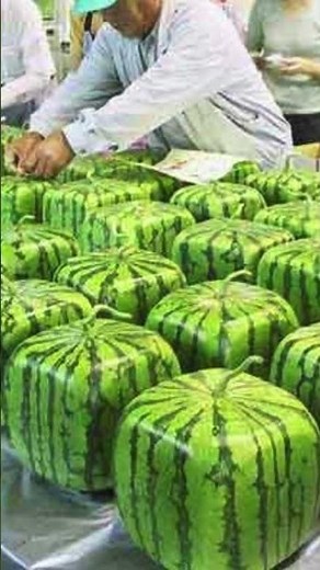 Square watermelon