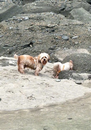 Road Trip Vlog Part 2| Nag swimming sa mini lagoon at nagpa picture sa splash ng malaking alon 🫶 #sachiboymangingisdog #furbabiesoftiktok #dogsofttiktok #dogs