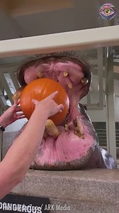 3.8K views | Aww that cute pink mouth☺️ | SLICK SLIME SAM | Facebook