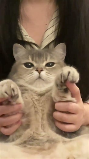 The Mischievous Mini Feline: A Cat's Playtime Adventure