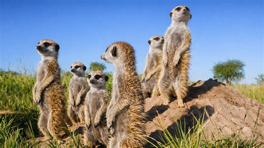 ¿Por qué los suricatos se paran así?
