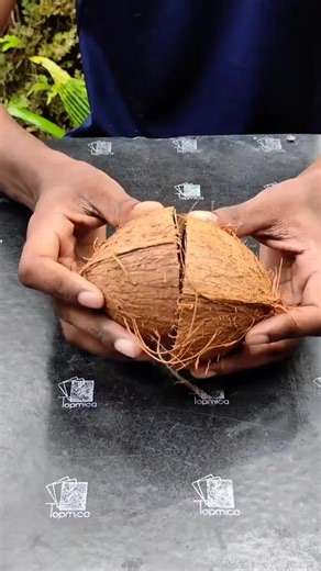 DIY Christmas Star Craft Using Coconut Shells