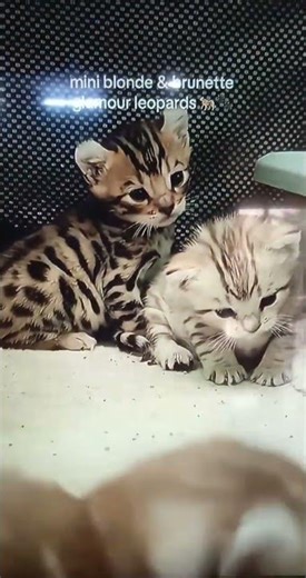 mini blonde brunette cats