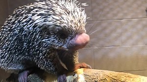 6.3K views · 573 reactions | Cute alert! Mirabel just moved here to...