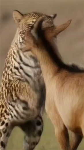 Fighting with goat#subscribe#shortsfeed#trending#trendingshorts#shortsvideo#shorts#animals#fighting