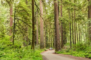 Plan the ultimate road trip between three iconic California national parks - Lonely Planet