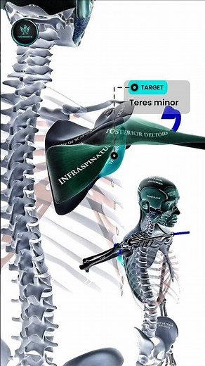 Shoulder External Rotation